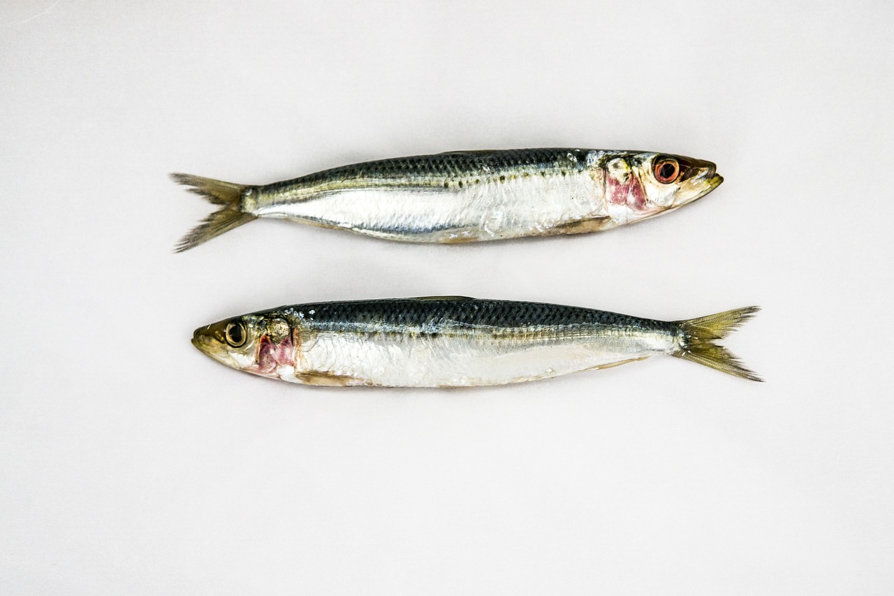 Sardine vs Sardelle - der Unterschied in unserem Info-Pasti Blog