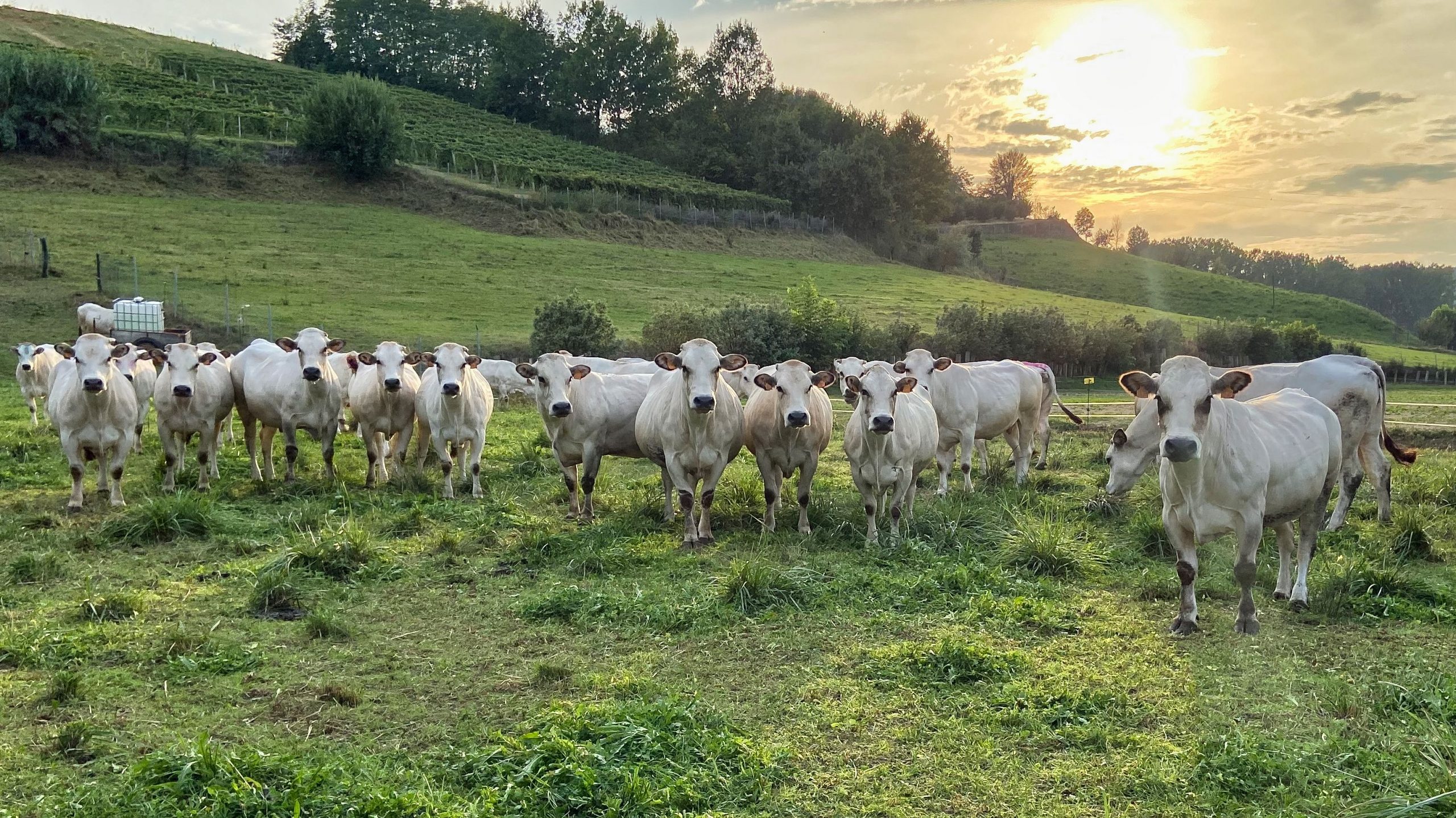Piemonteser Fassona Rind aus Italien