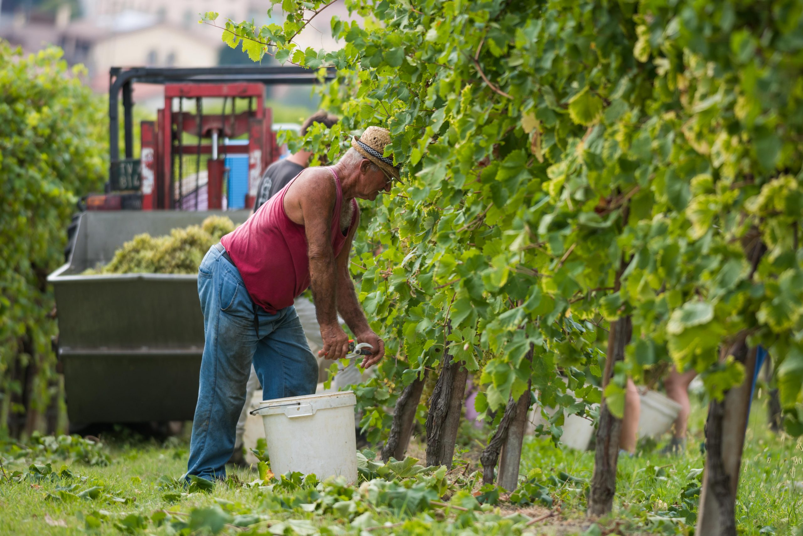 Pietro Vettoretti übernahm das Weinanbaugebiet von seinem Vater. Mit seiner Hingabe und Leidenschaft für Reben und Region perfektionierte er den Betrieb.