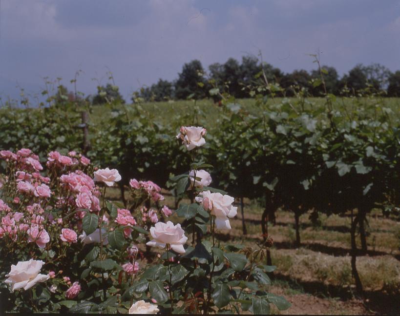 Monte Rossa -Franciacorta - Familiär – Kleine Chargen – Hohe Qualität