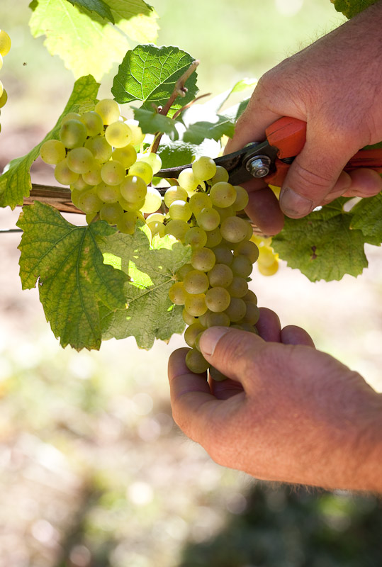 Monte Rossa -Franciacorta - Familiär – Kleine Chargen – Hohe Qualität