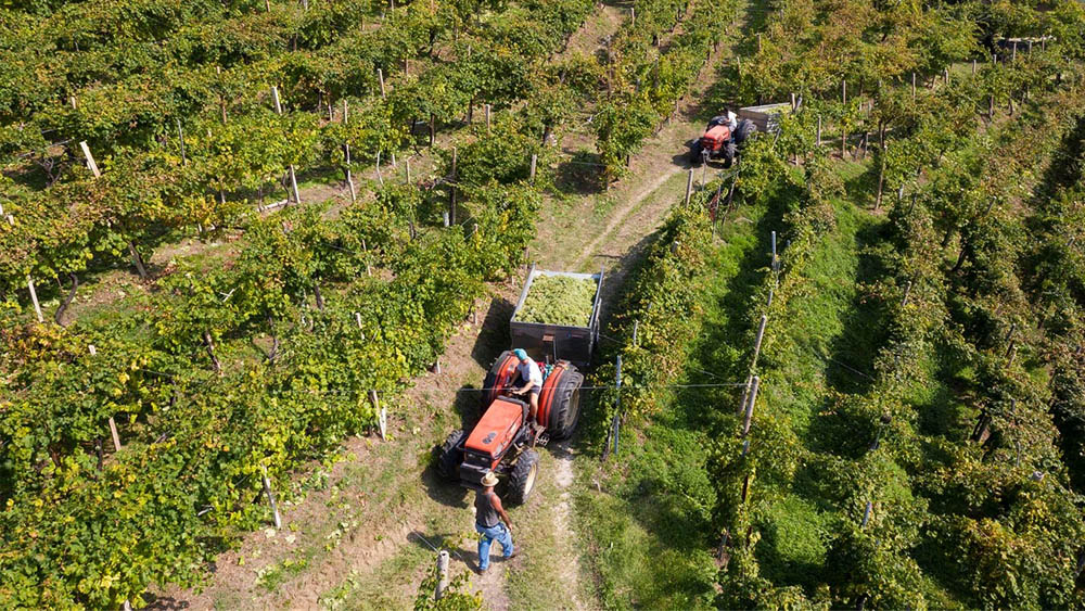 Wein und Getränke: La Tordera
