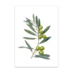 Grußkarte Olive